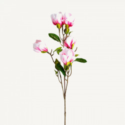 Fiore magnolia rosa - Vical...